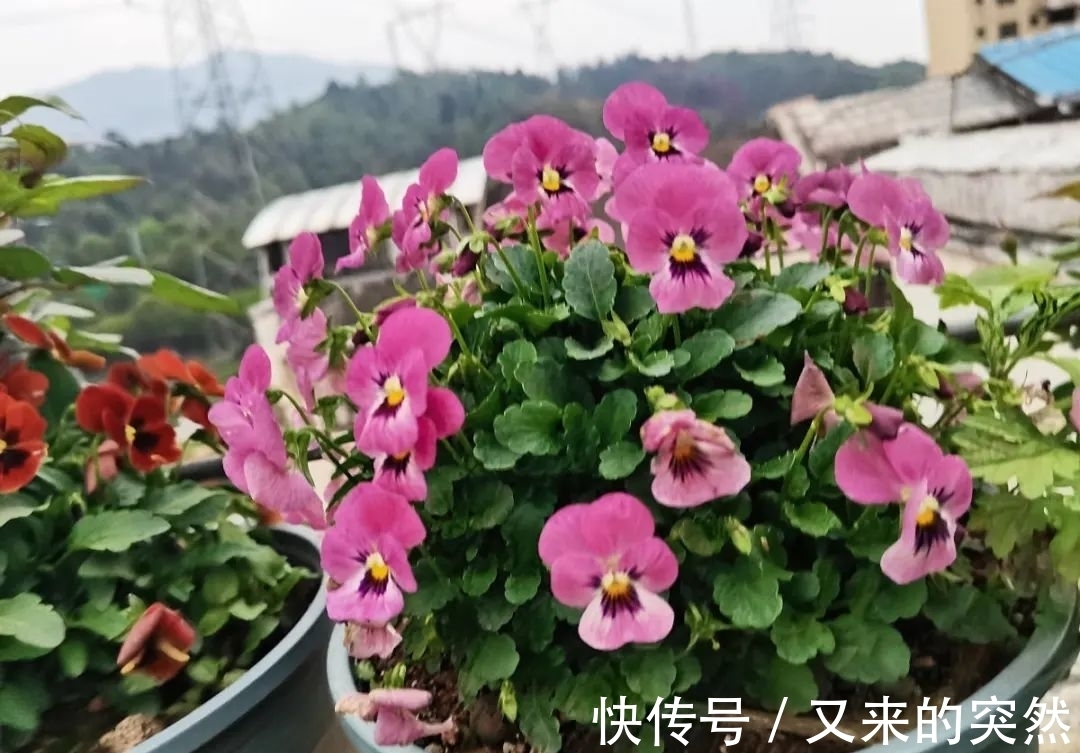 入冬修剪，这9种花，剪错不开花、杆子会枯死