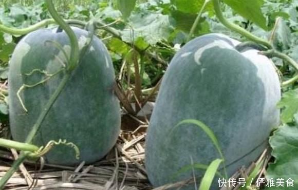 常吃冬瓜好处多,但不可与一物同食,却有很多人不清楚!