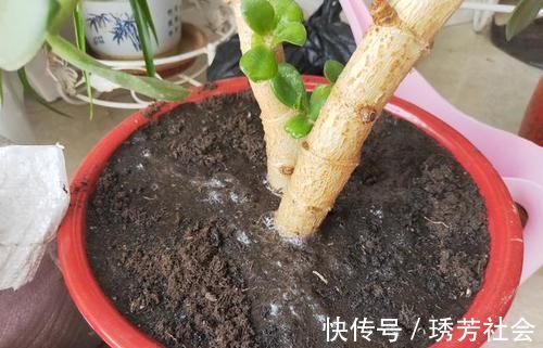 黄叶|养花常浇1种水，不用年年换盆，土壤松软，10年不黄叶！