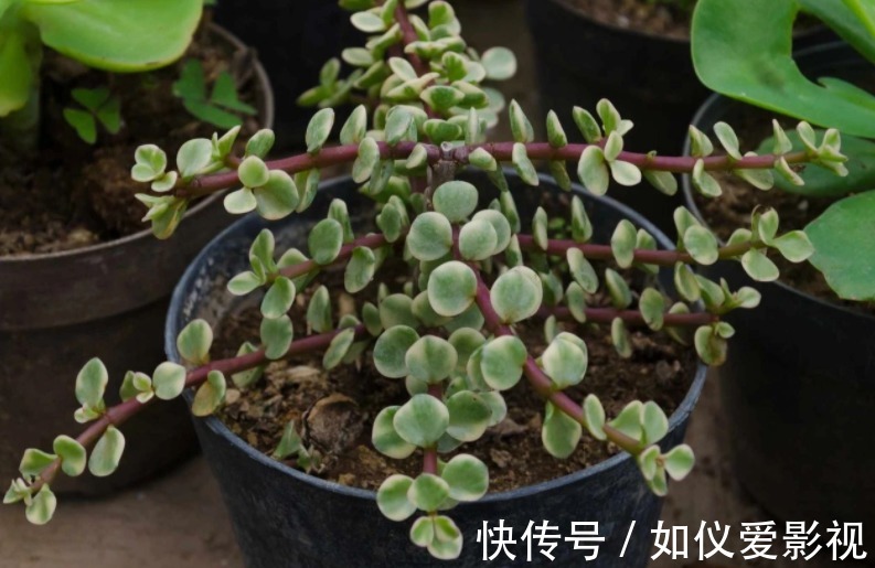 盆栽避开这3点，树马齿笕叶不黄不掉，很快就逆袭成金枝玉叶