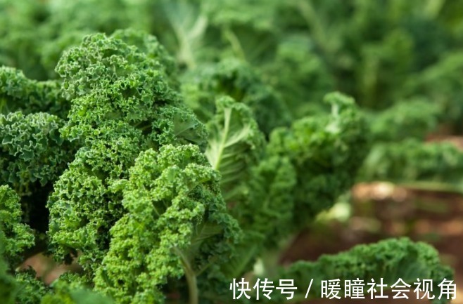 食物|视力下降，这11种 促进眼睛健康的食物或许有用