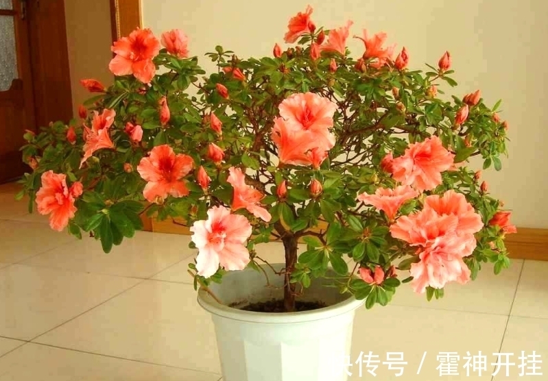 食醋兑水来浇花,能促进植物生长,还能防治病虫害!你信吗?