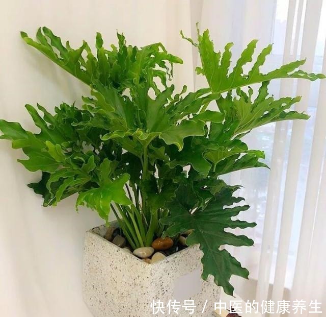 别养绿萝了,这20种耐阴植物,养在家里更合适!