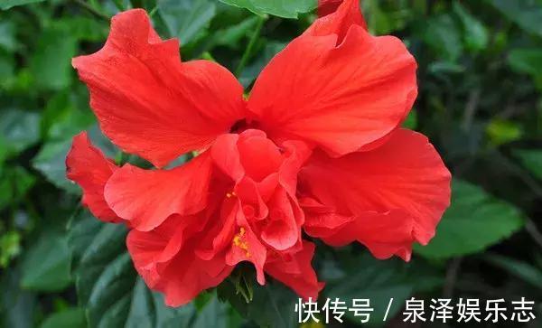 此花所代表的是清新的美,也是微妙的美,是热情和开朗的象征