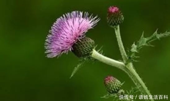植物|农村常见的野草,叶子长满了刺,是药食同源的植物,浑身是宝