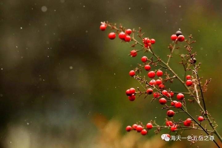 百脉泉|雪泉共舞，百脉氤氲：泉城第一场雪，百脉泉飞花穿庭，盛雪芳华