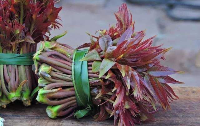 香味|香椿好吃功效多,但春季吃香椿有1个禁忌,还有很多人不清楚