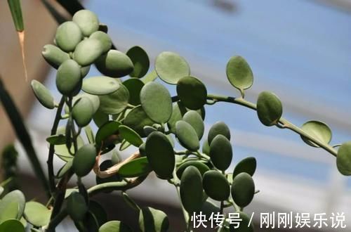 乙女|5种长相稀奇的多肉，养小花盆里照旧开花，可养很多年