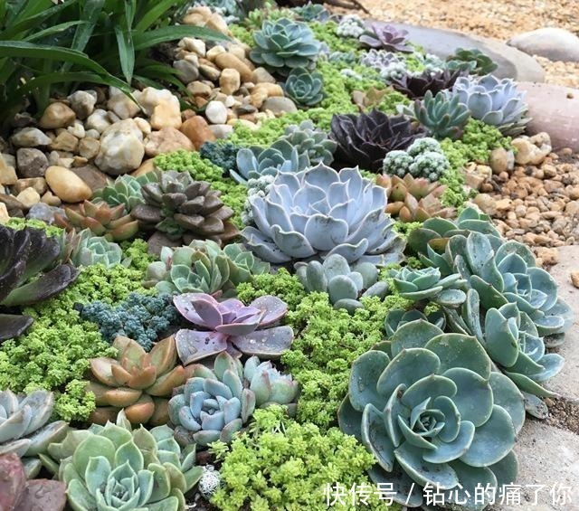 这“三多肉”都是爆崽王,上色快香气浓,2个月养成多头小胖墩!