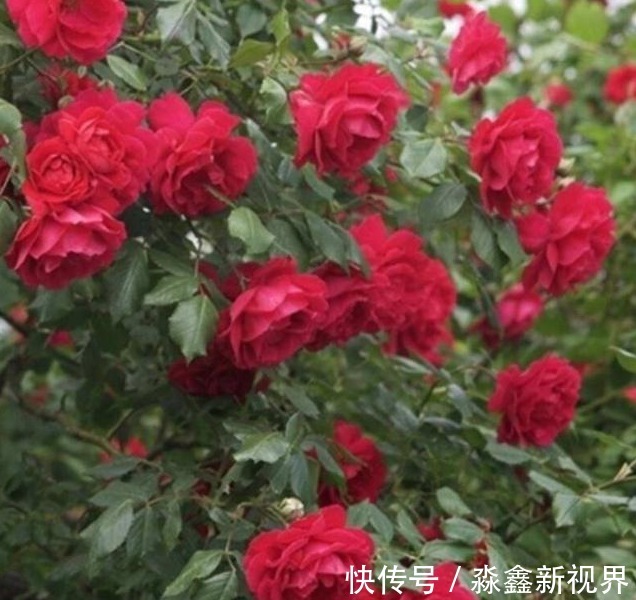 养花就用“它”土里埋1勺,能管3个月,简单方便,效果好无异味