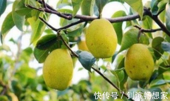 胆固醇|梨润肺止咳、降低胆固醇，农民重点只需掌握一点，种出高产的果梨