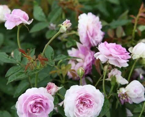 秋水仙秋水仙|养花试试这几款,花朵具有强烈的玫瑰香味