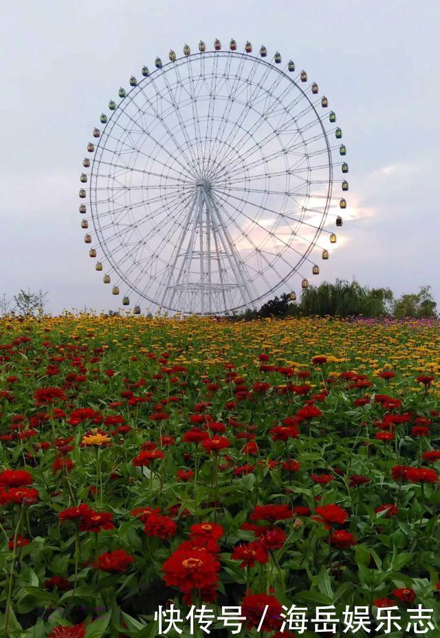 惊艳！这处百花齐放的花海师生全免费！这个暑假就约起！