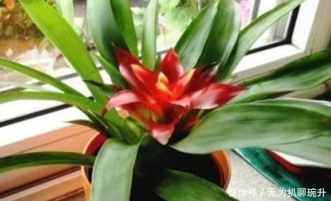 养花难不难?老花匠说:难的是养土,学会2个小诀窍,养好花不难