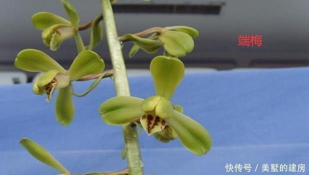 蕙兰|请欣赏蕙兰的新八种介绍及开品图片