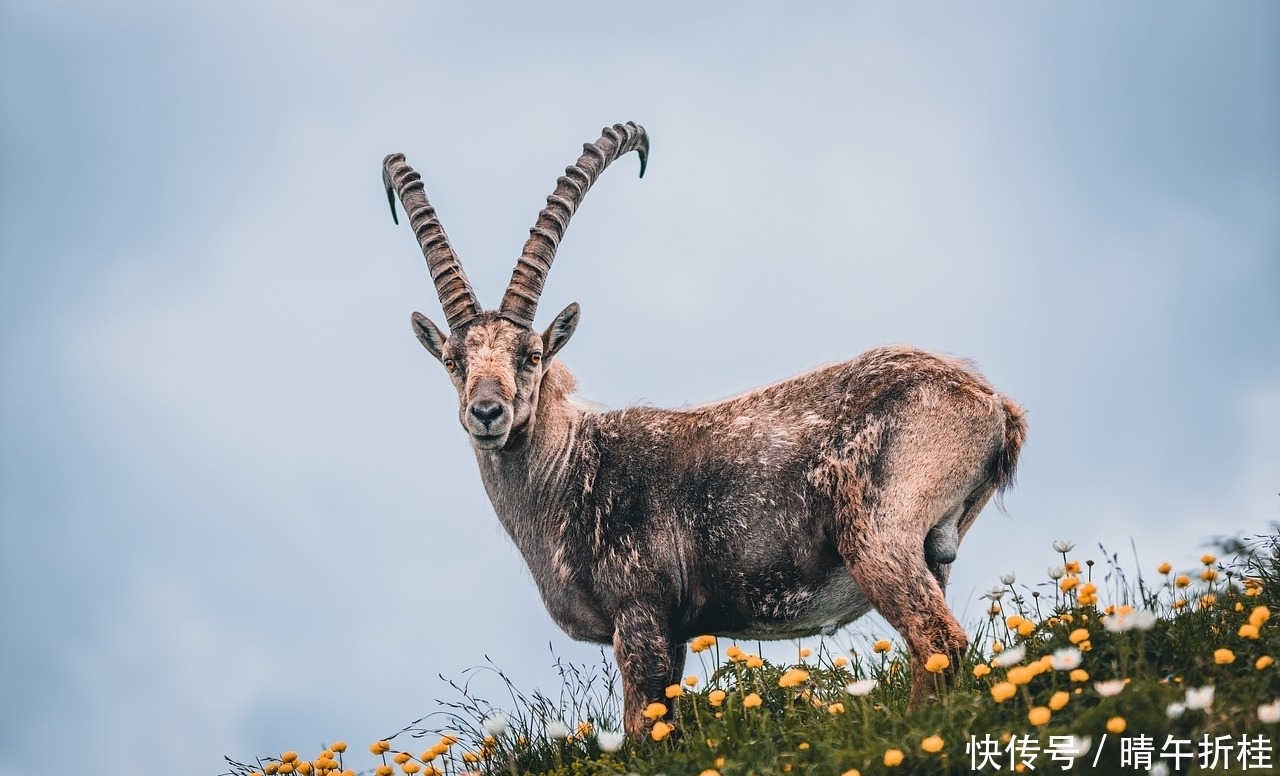 阳历四月十二是什么星座