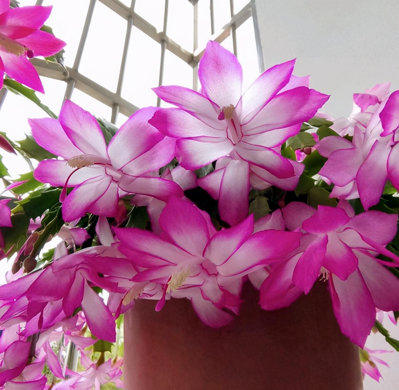 蟹爪兰“软趴趴”,叶子薄不开花?改3个“小毛病”,开成花大树