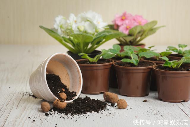 养花也该适时断舍离,如果您家阳台上也有这些,不妨清理一下
