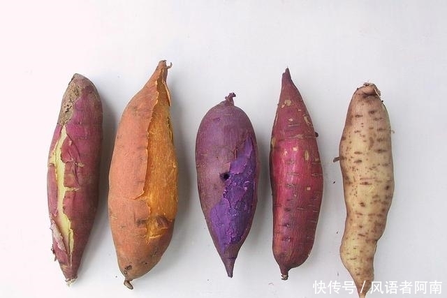  不蒸不|红薯又出新吃法啦！不烤不蒸不油炸，香甜蓬松，出锅比肉还香