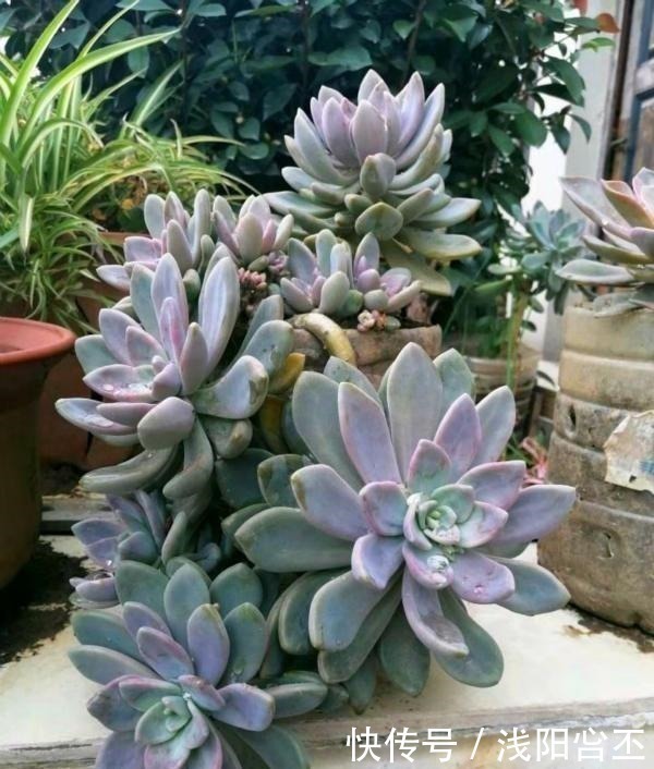 多肉|公认老桩最漂亮的多肉，紫乐未上榜，这3种普货名列前三！