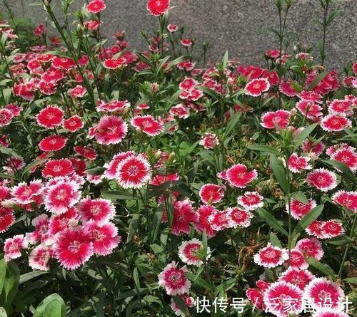 庭院|易泛滥的三种花,看起来却很“可爱”,想养考虑好,别上当