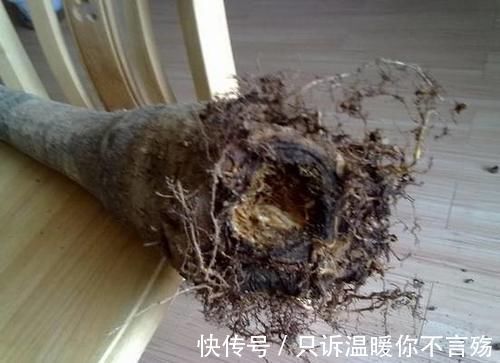 养花技巧:根都烂完了的君子兰,我捡回家,半年后开花了!