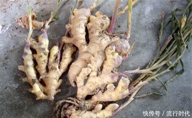萝卜和1物一起煮，时常吃点，血压听话、血脂安静，便秘不犯！