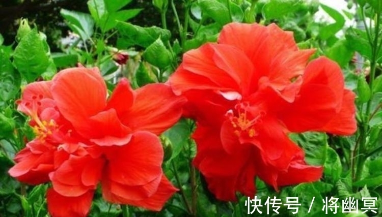 锦带花|4种花漂亮又好养,花姿妖娆,开花大又香,开出一片花海