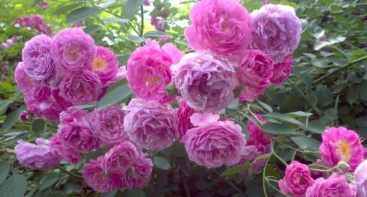 家里养上4种花,不见叶子只见花,花瓣层层叠叠超漂亮