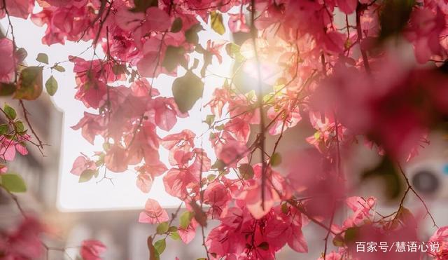 花开花落,皆是生活