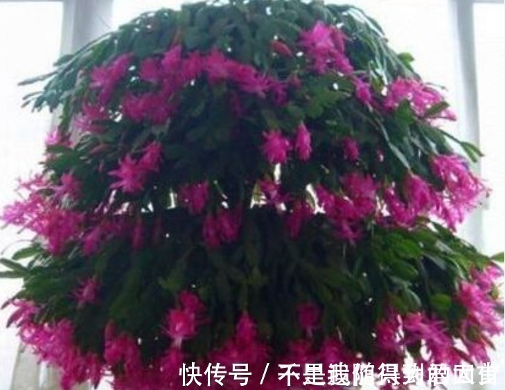 水杨酸|蟹爪兰想要“花苞”长的多,往盆里加1物,开花不停,拦都拦不住