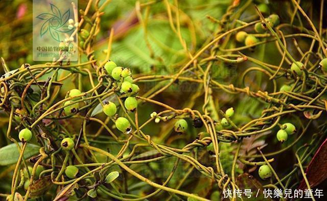 肾炎水肿|无根藤，见过吗？内治泌尿系结石、肾炎水肿；外用治皮肤湿疹