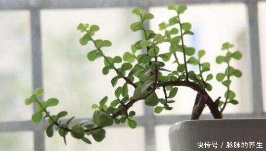过年养盆“金枝玉叶”寓意好,盆景造型颜值高,越养越有钱!