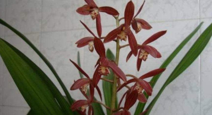 我国兰花品种大全及种植要点