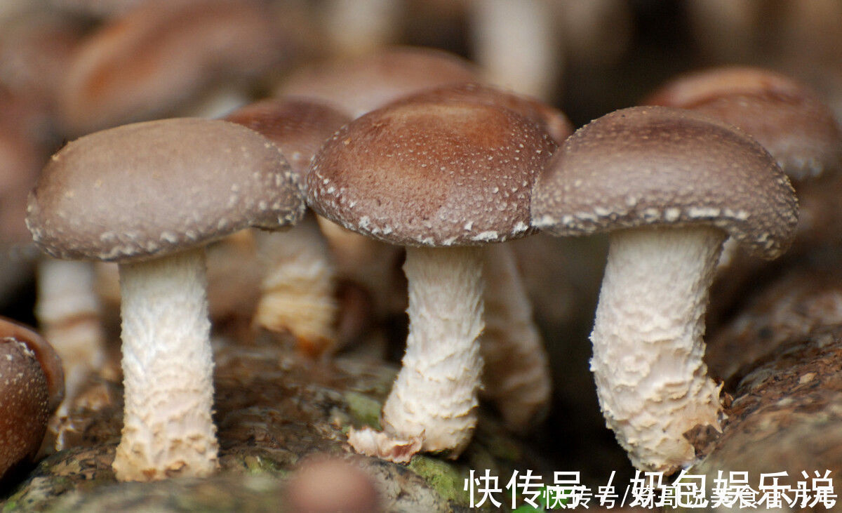 买香菇,挑大的还是小的?牢记“3买3不买”,谁也不敢忽悠你