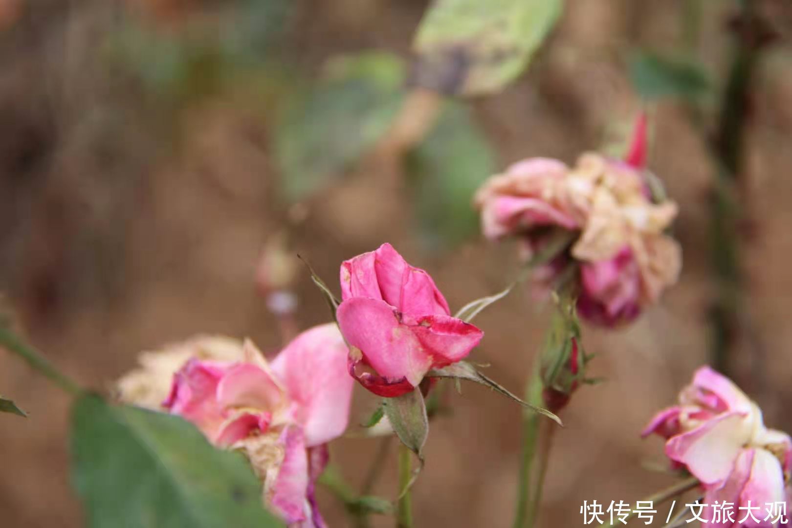 昆明冬日看花