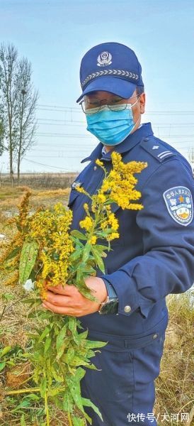 一枝黄花|河南排查、处理数万株“加拿大一枝黄花”我省这种花还处萌芽期 不必恐慌