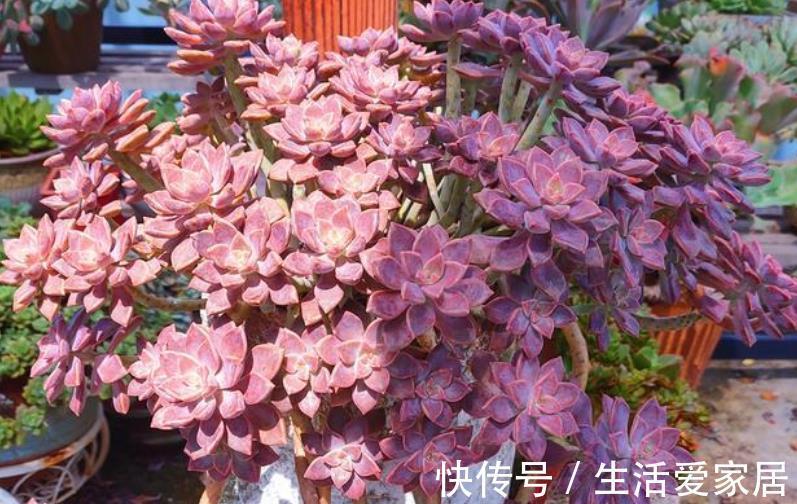 多肉植物|想要多肉快速长成老桩，教你一个小技巧，茎秆粗壮，新手也会养