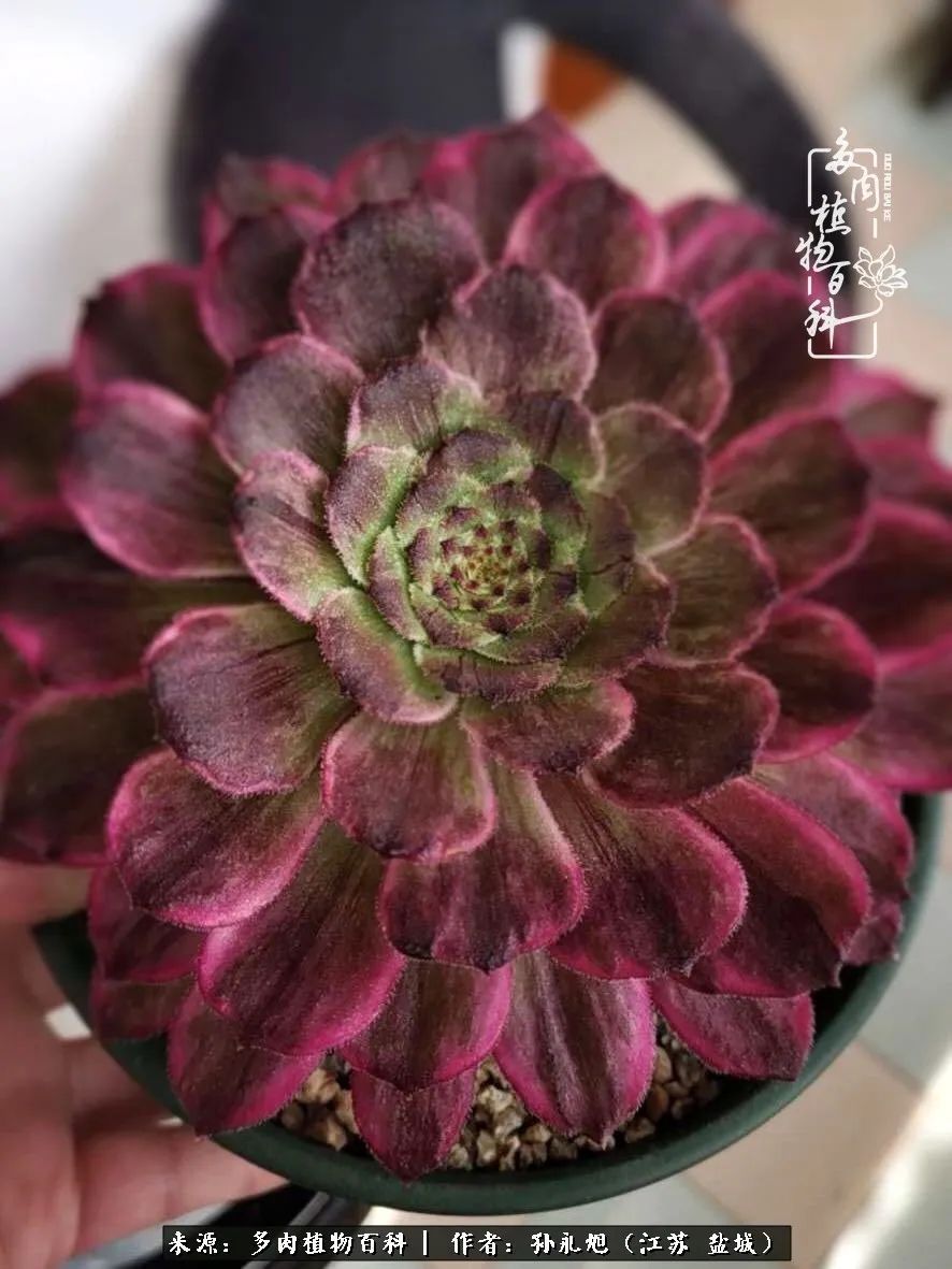 养多肉三年多九万里悟道,终归诗酒田园!