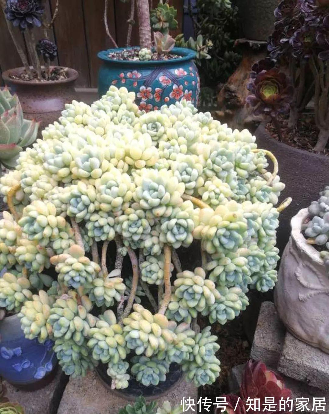 多肉|给花赶紧摘叶子，掐光后别浇水，立马又冒10个芽