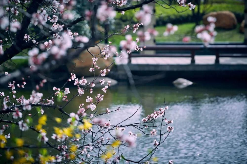 草长莺飞，风铃花开，星河湾里春光早