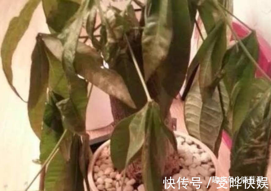 新根|4种“吉利花”,被水浇死了不要扔,简单处理又能长满盆