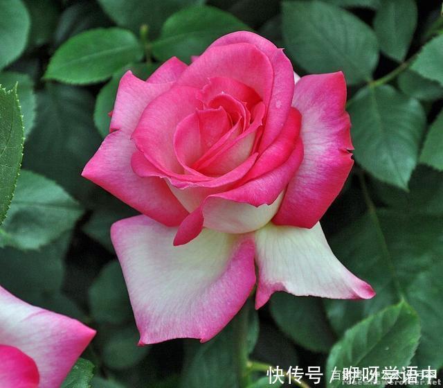 粉色|5款唯美粉色月季。美人如玉粉妆琢,粉色娇羞白如雪。抗病好养