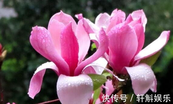 盆栽|养盆波斯菊吧!花语高洁自由,开花小巧可爱,适合盆栽