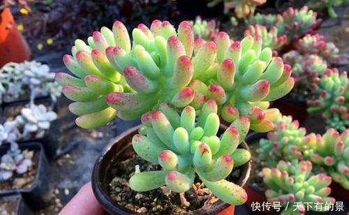 回家|刚带回家的多肉,做好3件事,越长越肥美,轻松长满盆!