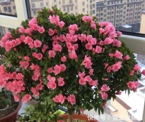 什么鸡蛋、蚯蚓粪都比不上“1酸水”,盆盆爆,养啥花都旺!