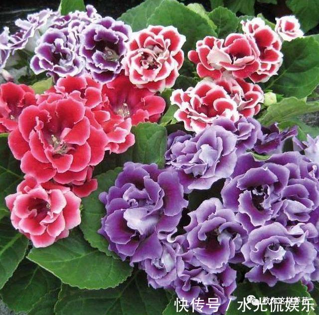浸盆法|1种花超耐阴,一点散光就爆盆,花一开就是200多天!