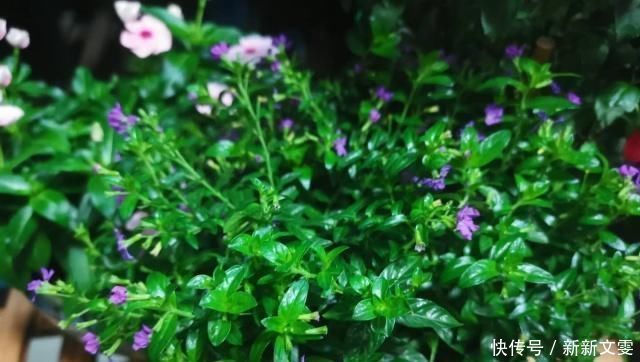 养花|家庭养花,怎么区分“酸性土”和“碱性土”告诉你个小方法