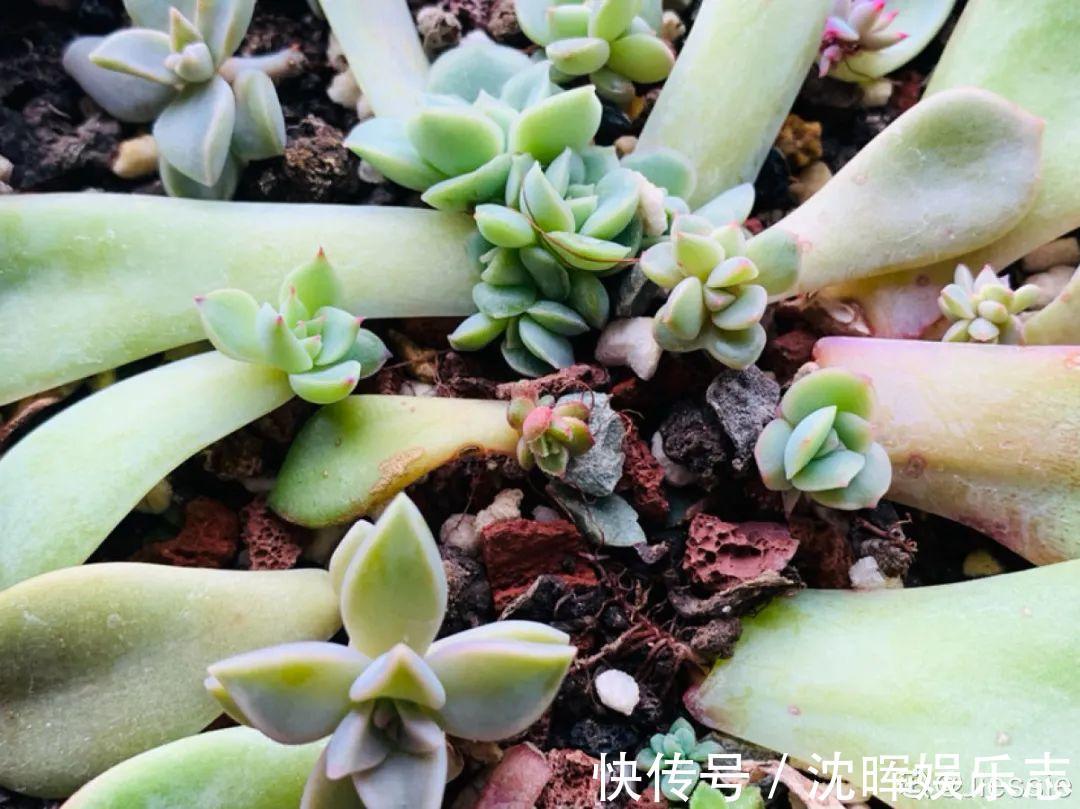 非洲堇|这花送人,只用送一片叶子,插土就活不心疼!