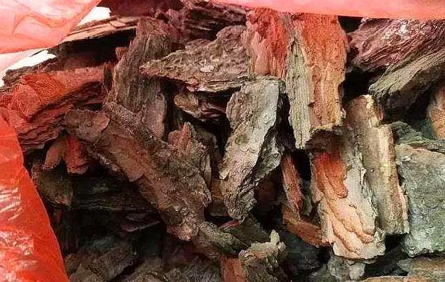 养好君子兰,配土是“关键”,加上一点“它”,满盆长满大白根